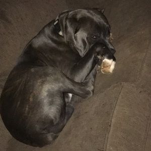 Meet your Posher, Daisy